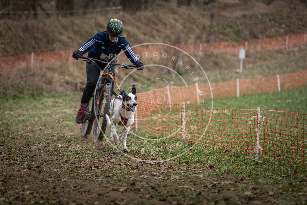 Pfotenfotografie_DV3A9830 | Hundefotografie, Tierfotograf, Pfotenfotografie, Fotoshooting Hund, Hunde Portrait, Hundesport, Hundeportraits, Heideshooting, Hunde, Sportfotograf, Hundefotograf, Turnierhundsport, THS,  - Realisiert mit Pictrs.com