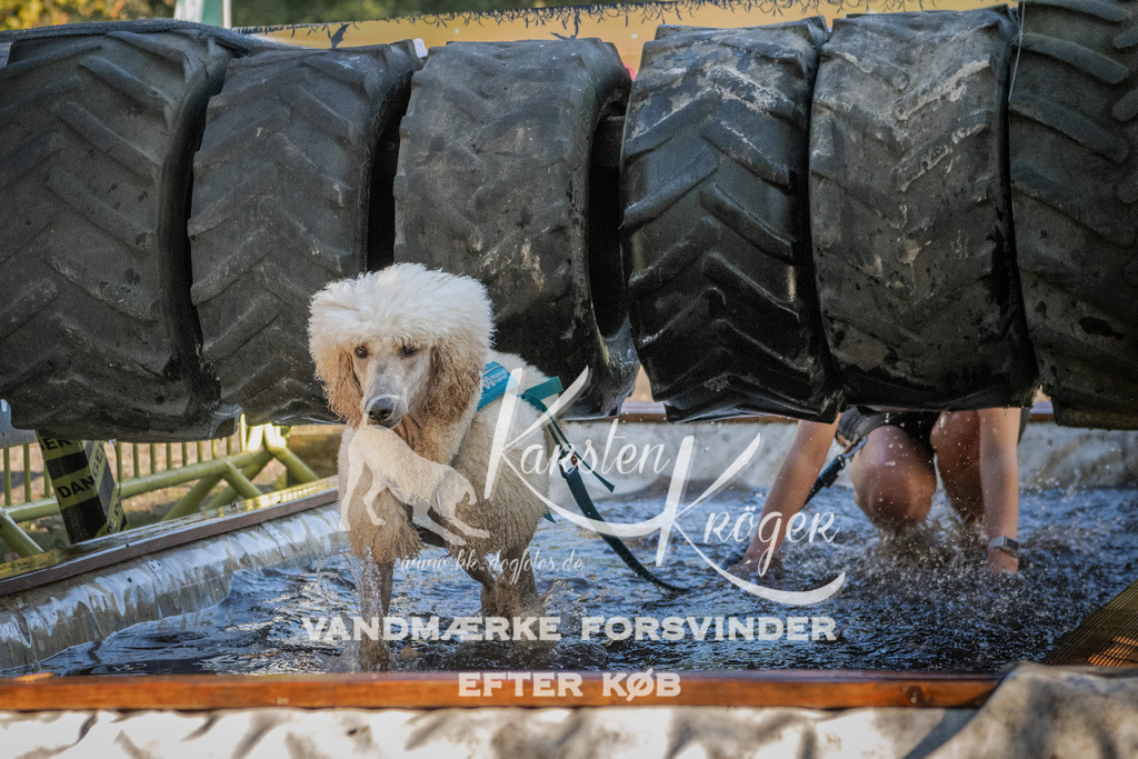 0940_ZZ91684 | kk-dogfotos