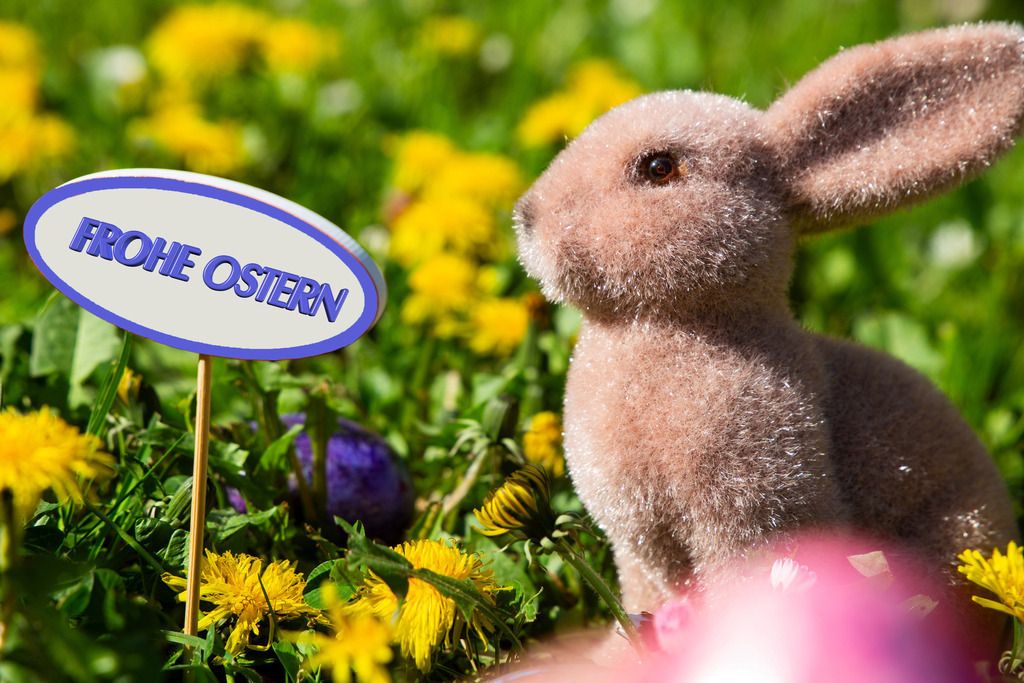 Frohe Ostern: Osterhase auf einer Blumenwiese neben einem Schild mit hinzugefügtem Text FROHE OSTERN | Frohe Ostern: Osterhase auf einer Blumenwiese neben einem Schild mit hinzugefügtem Text FROHE OSTERN - Realisiert mit Pictrs.com