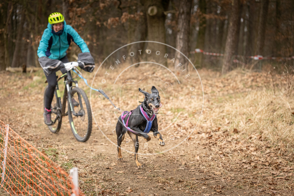 Pfotenfotografie_DV3A3040 | Hundefotografie, Tierfotograf, Pfotenfotografie, Fotoshooting Hund, Hunde Portrait, Hundesport, Hundeportraits, Heideshooting, Hunde, Sportfotograf, Hundefotograf, Turnierhundsport, THS,  - Realisiert mit Pictrs.com