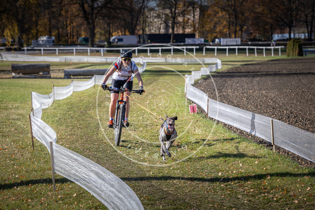 CaniXpix_DV3A7248 | Hundefotografie, Tierfotograf, Pfotenfotografie, Fotoshooting Hund, Hunde Portrait, Hundesport, Hundeportraits, Heideshooting, Hunde, Sportfotograf, Hundefotograf, Turnierhundsport, THS,  - Realisiert mit Pictrs.com