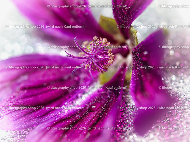 titusgraphy_P8251513_vz-ln | titusgraphy-shop: Geschenkideen mit Qualitätsfotos. titusgraphy-shop: gift ideas with quality photos. titusgraphy-shop: idées cadeaux avec photos de qualité.  - Realisiert mit Pictrs.com