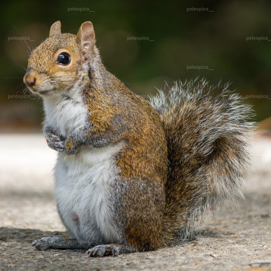 IMG_9755 | petespics