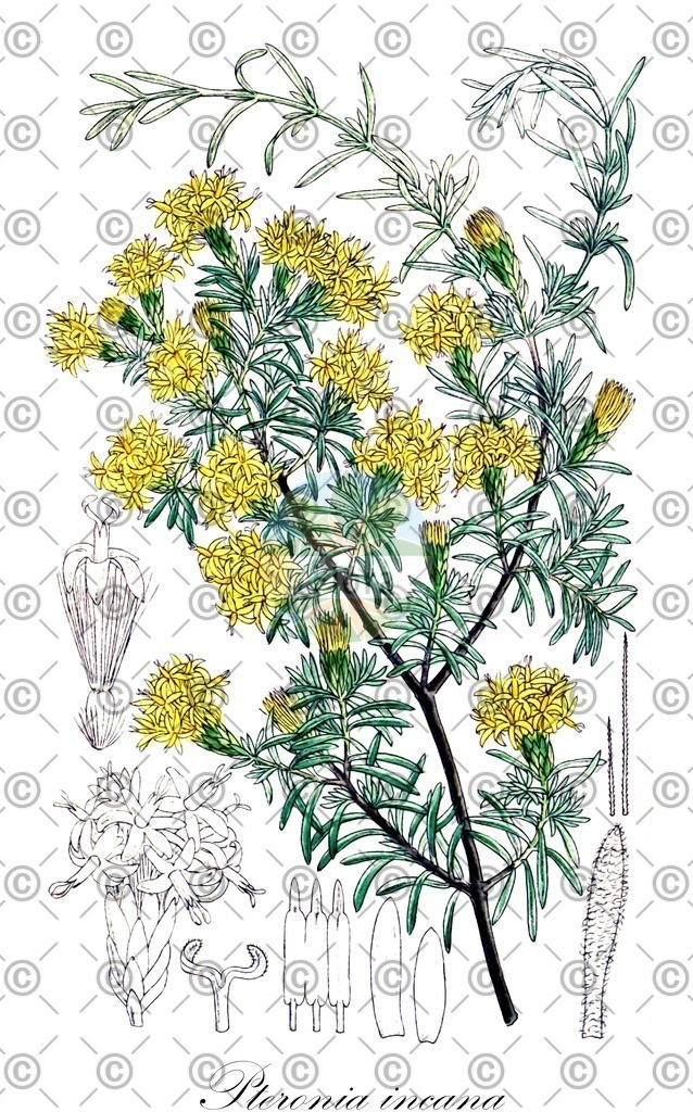 HistAbb_wfo-1000028636_1_ENZY_Simple | Historische Abbildung von Pteronia incana - Asteraceae | Historical Illustration of Pteronia incana - Asteraceae