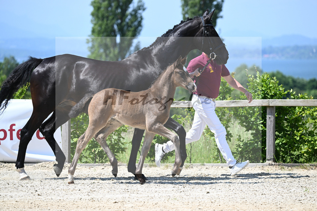 Kat-Nr. 11 SF Esperanto_Buehler_15230245 | hf-fotografie - Realizzato con Pictrs.com