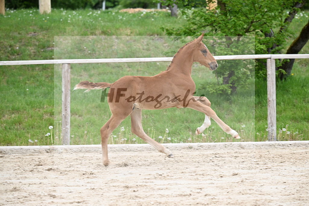 Kat-Nr. 22 HF Chaccothage Blue PS x Asti Spumante_Wimmer_24260484 | hf-fotografie - Realisiert mit Pictrs.com
