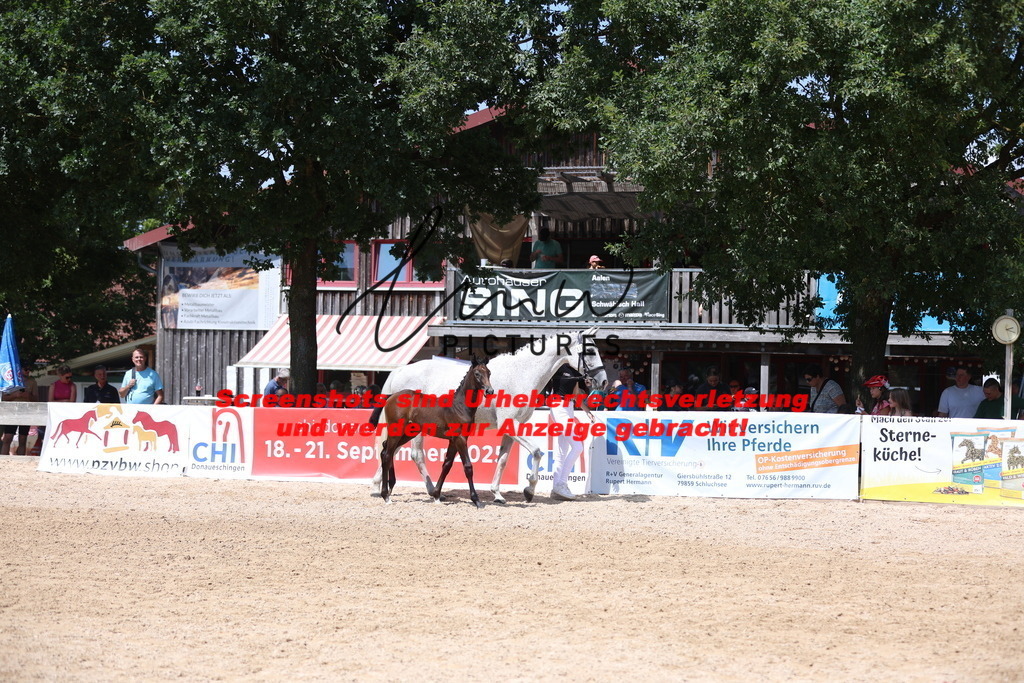 Fohlenschau_Schwäbisch_Hall_IMPRESSIONEN_4 | lmwpictures - Realisiert mit Pictrs.com