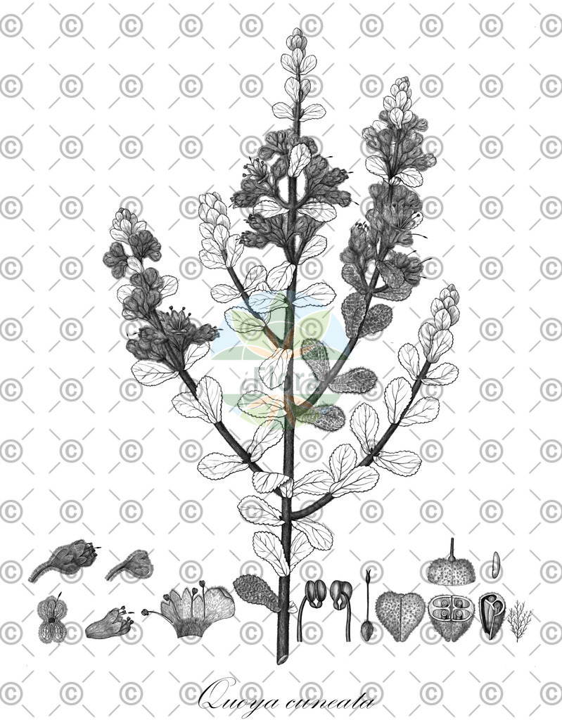 HistAbb_wfo-0001347228_1_ENZY_Simple | Historische Abbildung von Quoya cuneata - Lamiaceae | Historical Illustration of Quoya cuneata - Lamiaceae