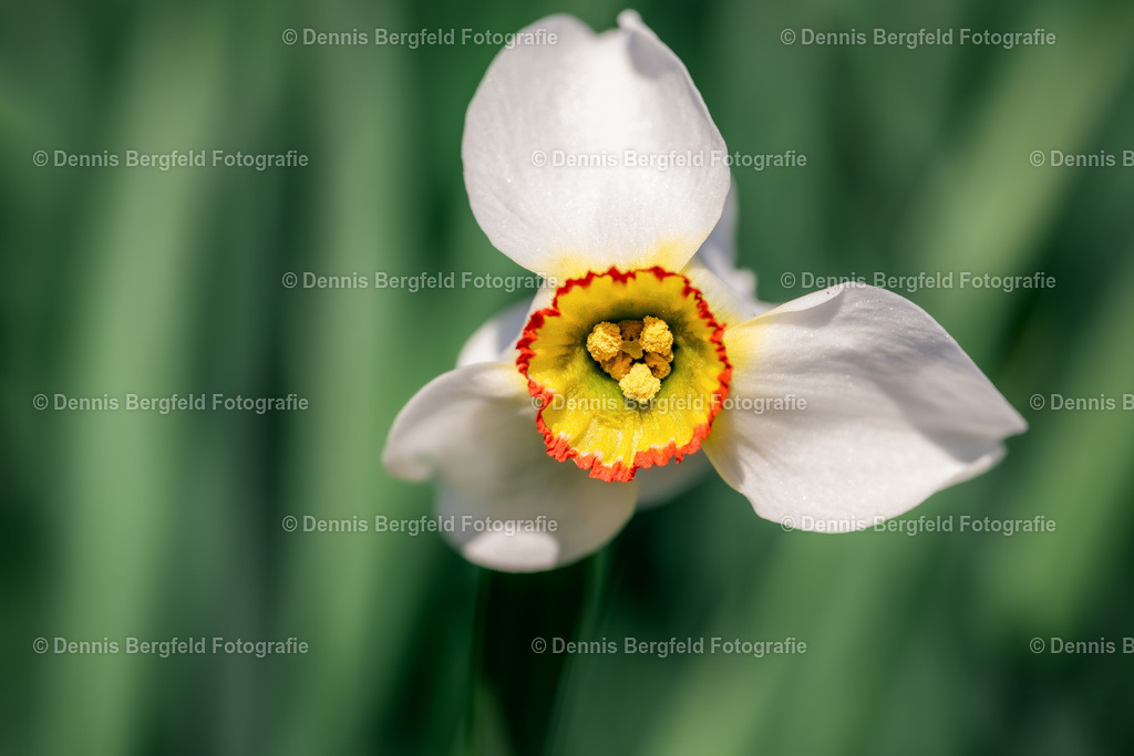 Flower 12 | Entdecken Sie Natur, Makro und Tierfotografie von Dennis Bergfeld.Besondere Momente und Details der Natur, hochwertig als Foto und Wandbild erhältlich. - Realisiert mit Pictrs.com