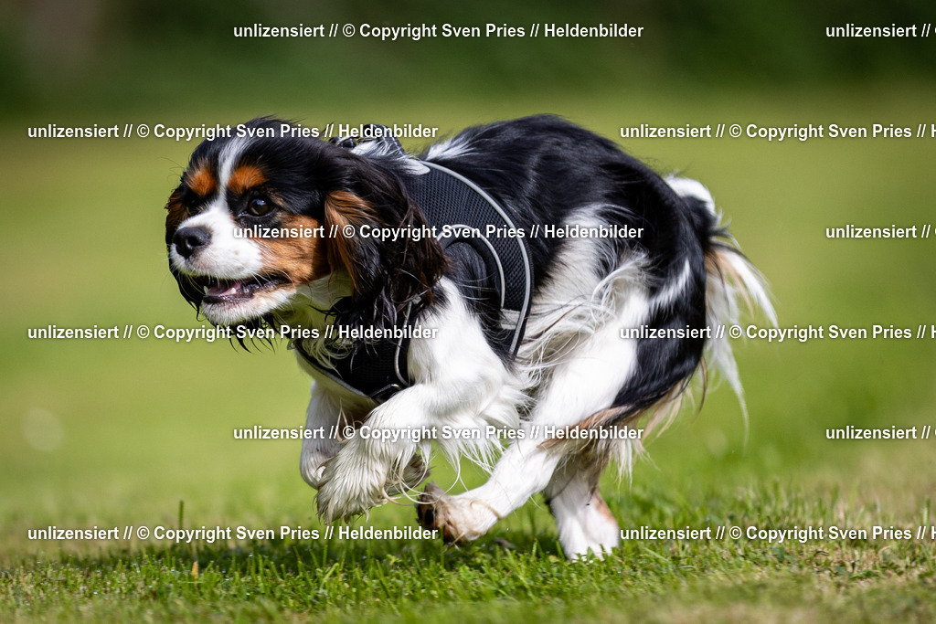 Sven Pries | 2024-09-22 - Hunderennen Baden-BadenPudelverein - Realisiert mit Pictrs.com