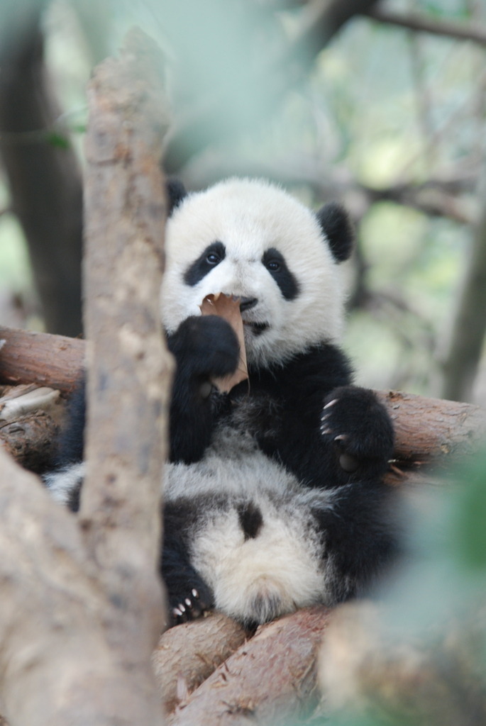 DSC_2422 | Pandiboo - Realisiert mit Pictrs.com