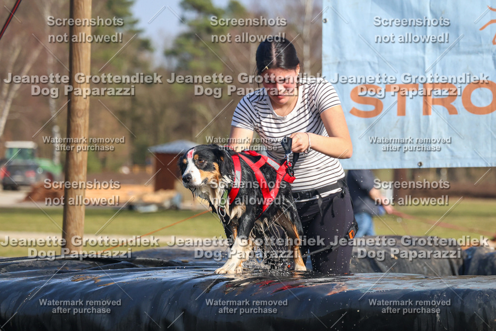 Dog Paparazzi - Strongdog North Mrz26-2765 | Dog Paparazzi Jeanette Grottendiek Fotografie & Videografie - Realisiert mit Pictrs.com