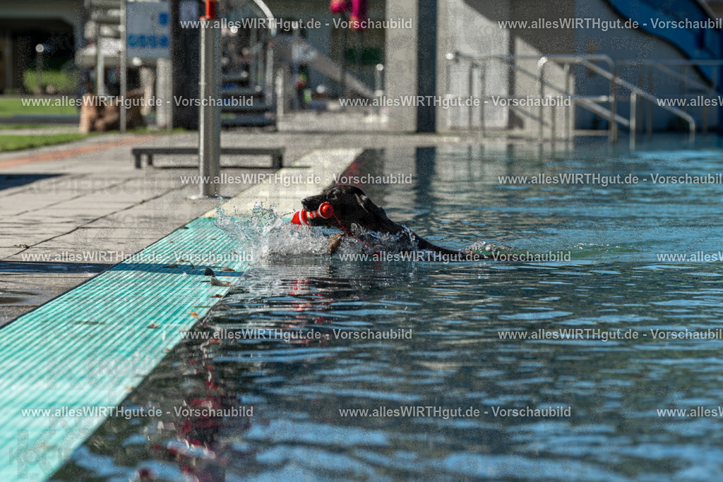 Hundeschwimmen_Volksbad_2026-allesWIRTHgut_Tierfotografie-2609061035-094504-7R508993 | Professionelle Tierfotografie in Mönchengladbach von Daniel Wirth (allesWIRTHgut). Liebevolle & natürliche Bilder von Hunden & Katzen für unvergessliche Erinnerungen.