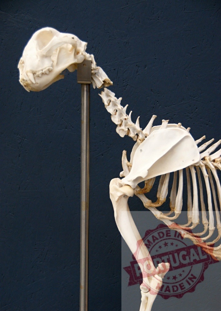 Cat skeleton display showing feline anatomy | Cat skeleton on stand presenting bones, skull, and vertebrae for scientific study - Realisiert mit Pictrs.com