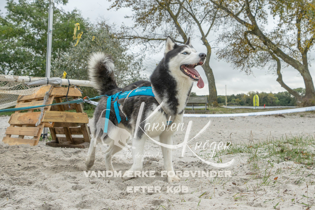 1112_ZZ95710 | kk-dogfotos
