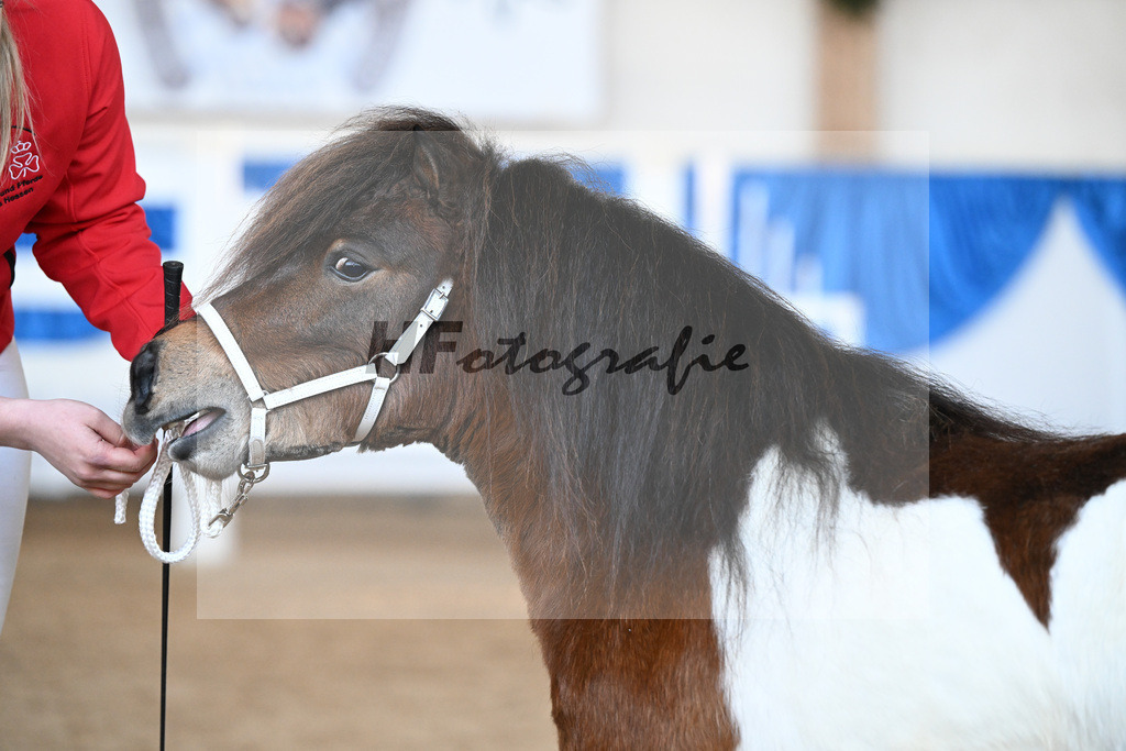 Kat-Nr. 24 Luminoso vom Fuerstenhof v. Lucifer Morningstar vom Fuerstenhof_Steiner_9260612 | hf-fotografie - Realisiert mit Pictrs.com