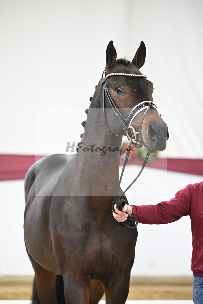 Kat-Nr. 21 St. Emilion x Quantensprung_Marianne Jerich_47250666 | hf-fotografie - Realisiert mit Pictrs.com