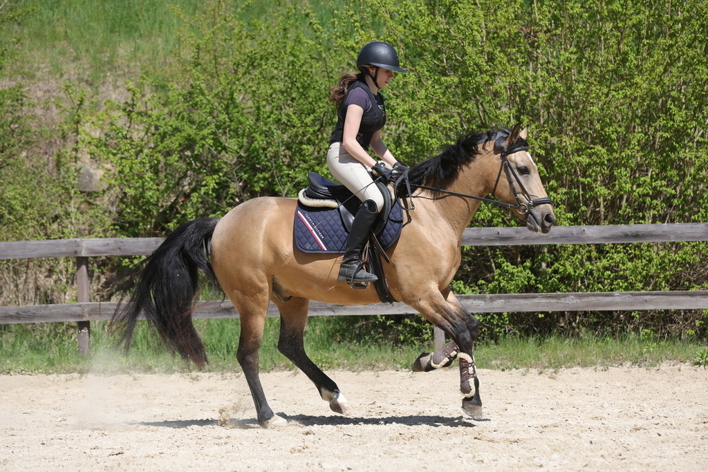 0P6A8863 | Willkommen bei Brunnmayr - Design & Fotografie – Ihrem Spezialisten für Reitturniere und Pferdeveranstaltungen in Oberösterreich, Salzburg und Bayern! Seit über 17 Jahren sind wir leidenschaftlich dabei.