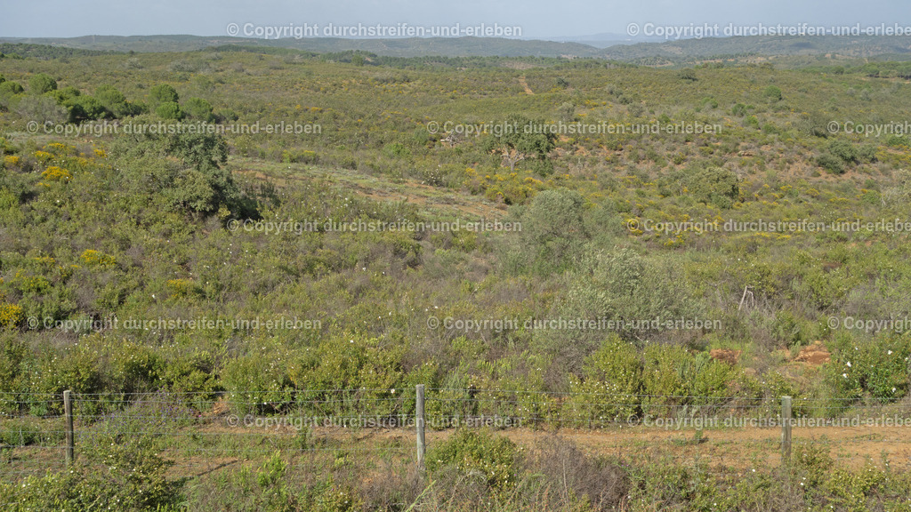 Hügellandschaft zwischen Monte Gordo und Azinhal | Hügellandschaft zwischen Monte Gordo und Azinhal: Die Gegend wird hügeliger und trockener. Die Vegetation besteht vorwiegend aus Zistrosen, Oliven-, Mandel- und Johannisbrotbäumen. - Realisiert mit Pictrs.com
