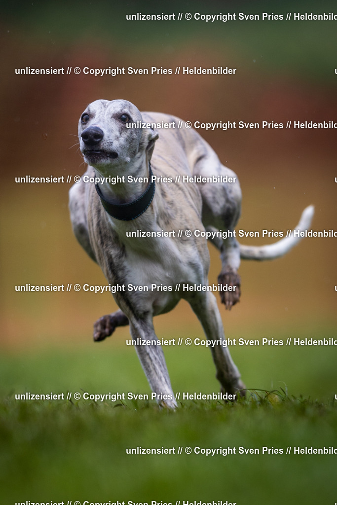 Sven Pries | 2024-04-21 - Hunderennen Baden-Oos
Foto: Sven Pries - Realisiert mit Pictrs.com