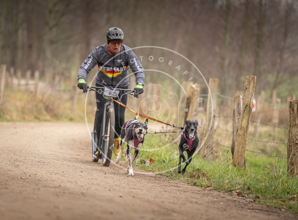 Pfotenfotografie_DV3A3218 | Hundefotografie, Tierfotograf, Pfotenfotografie, Fotoshooting Hund, Hunde Portrait, Hundesport, Hundeportraits, Heideshooting, Hunde, Sportfotograf, Hundefotograf, Turnierhundsport, THS,  - Realisiert mit Pictrs.com