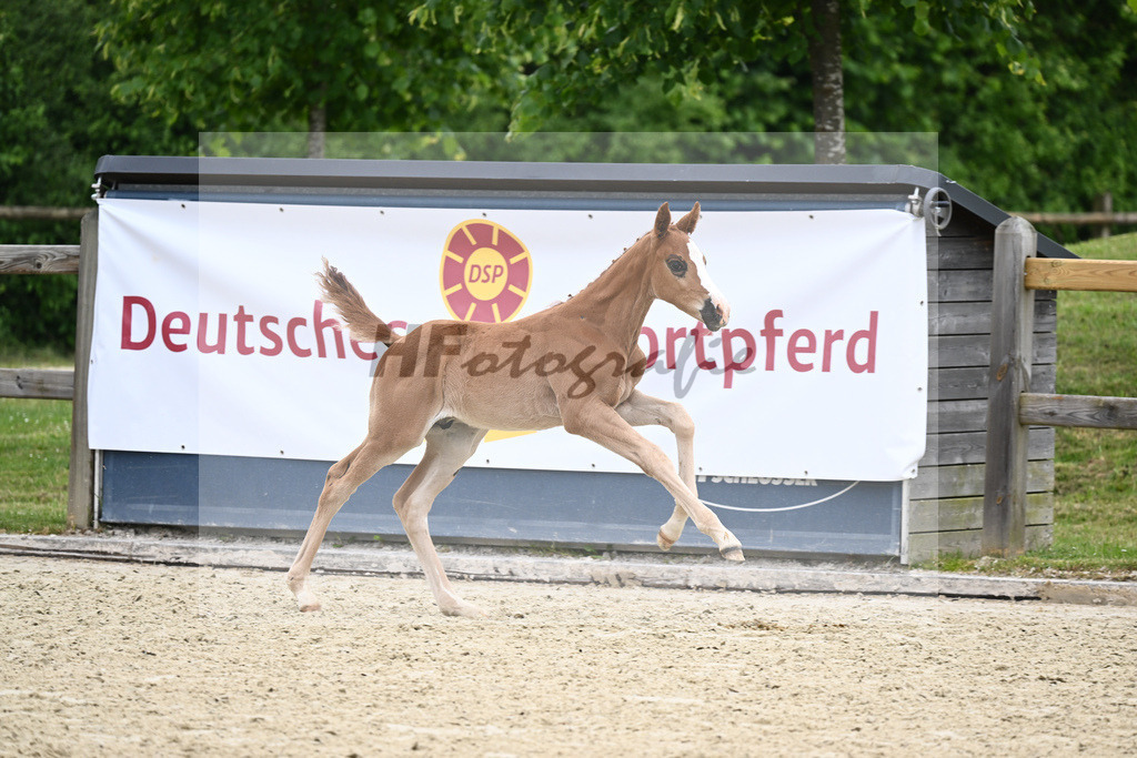 Kat-Nr. 16 HF Belissimo M_Sauerwald_17230440 | hf-fotografie - Realizzato con Pictrs.com