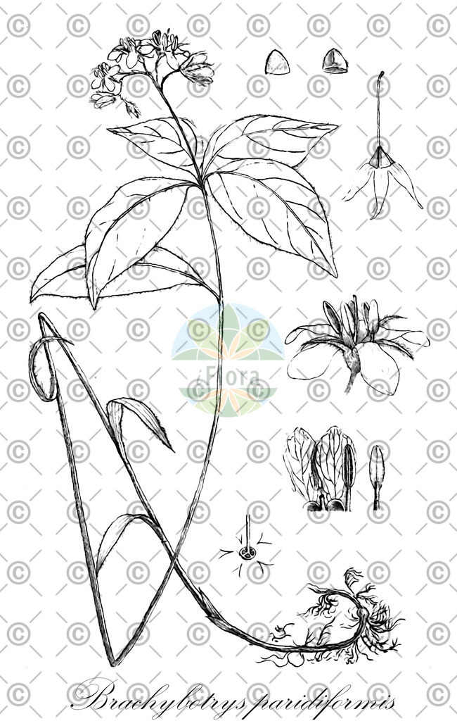 HistAbb_wfo-0000570243_1_SIMPLE | Historische Abbildung von Brachybotrys paridiformis - Boraginaceae | Historical Illustration of Brachybotrys paridiformis - Boraginaceae