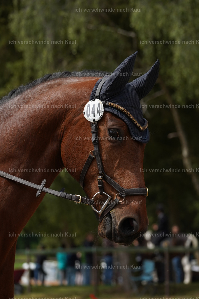 KlasseA_Lucie (10) | working equitationturnier fotograf videograf stoibphotography marixx film working equitation deutschland reitsport turnierfotografie eventfotografie equestrian events