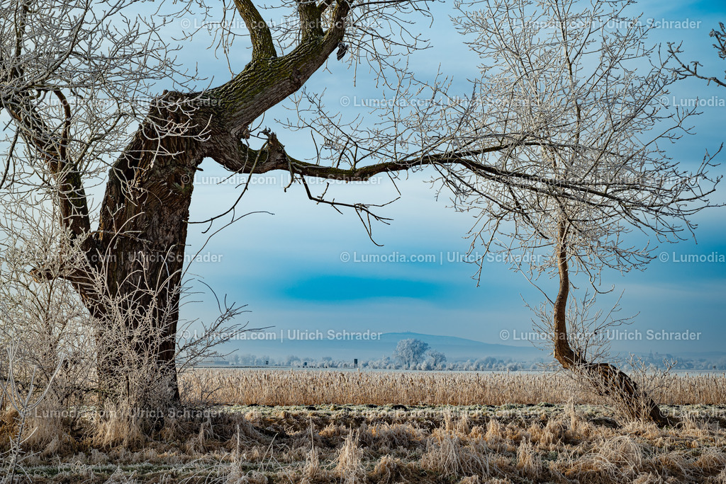 10049-13453 - Winterzauber im Großen Bruch | Stockfoto und Bilderpool mit Bildmaterial aus Deutschland, dem Harz, Halberstadt, Quedlinburg, Wernigerode und weltweit. Qualitativ hochwertige und professionelle Fotos anschauen und kaufen. - Realisiert mit Pictrs.com