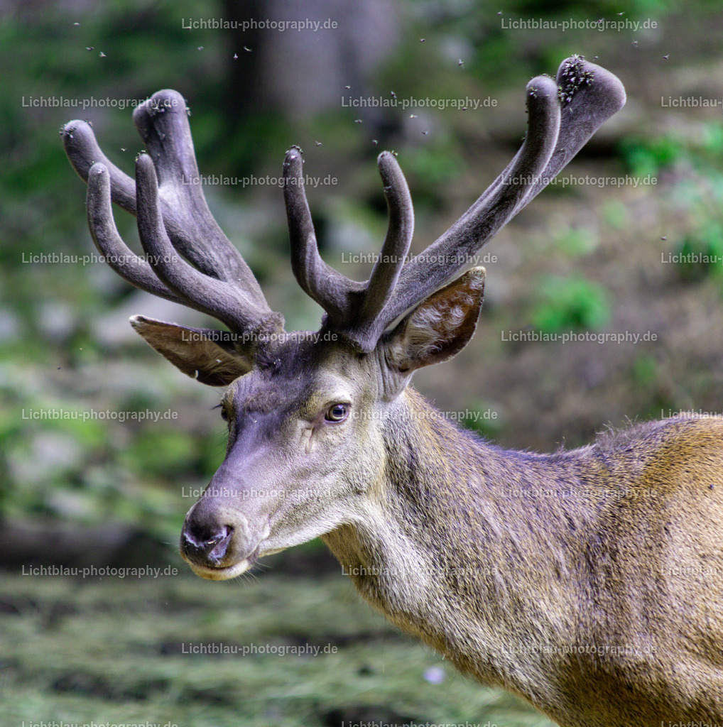 Rotwild / Hirsch | Der Rothirsch (Cervus elaphus) ist eine Art der Echten Hirsche. In der Jägersprache spricht man bei der Bezeichnung von mehreren Tieren vom Rotwild. Wie bei den meisten anderen Vertretern der Hirsche bildet nur das männliche Tier jährlich ein Geweih aus. Im mitteleuropäischen Raum ist der Rothirsch eines der größten freilebenden Wildtiere und kommt hier fast nur noch in Waldbiotopen vor. Ursprünglich war er Bewohner offener und halboffener Landschaften. - Realized with Pictrs.com