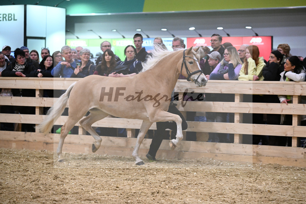 Schauprogramm_DSP Daria_1260968 | hf-fotografie - Realisiert mit Pictrs.com