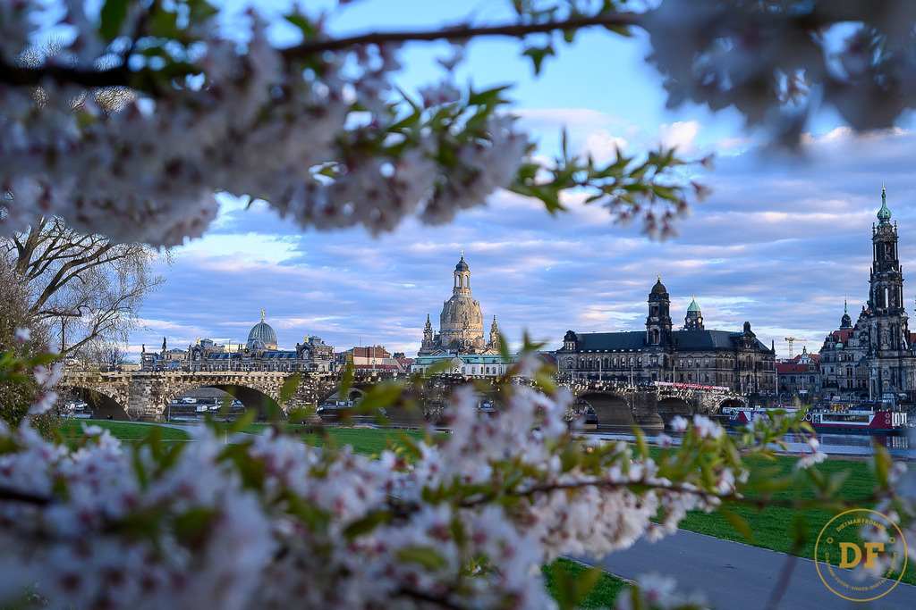 9342-TOP-Baum-Canalettoview-L | Geschenke, Wandbilder und Accessoires mit Motiven aus Dresden und anderen schönen Orten zur Verschönerung Deines zu Hauses und zum verschenken gewünscht? Wähle Deine Lieblingsbild auf dem Produkt Deiner Wahl. 