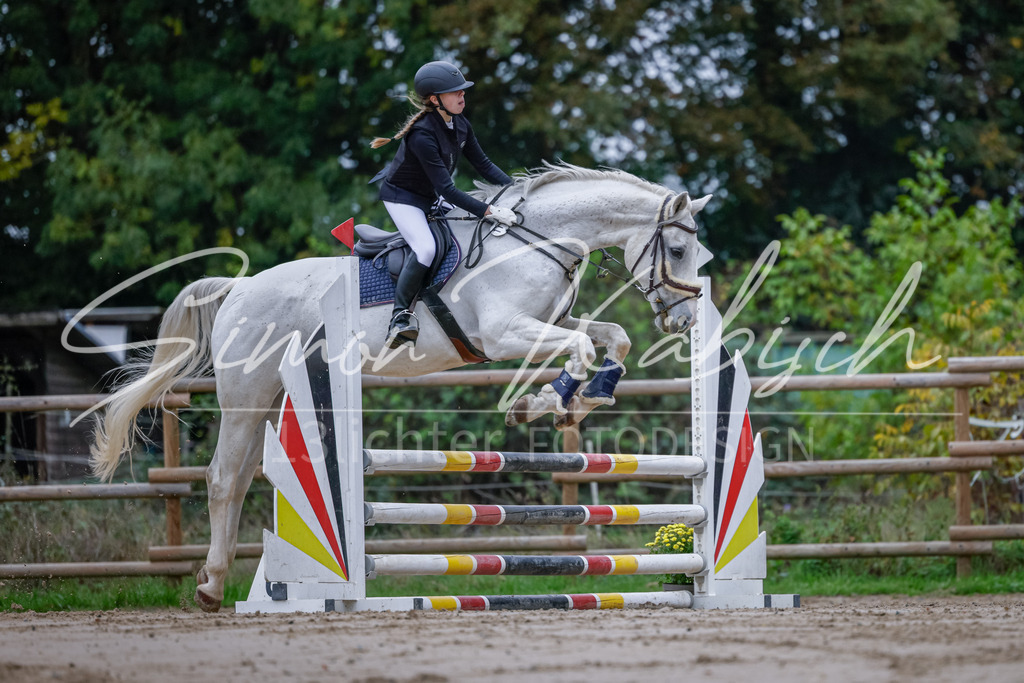20251012-_3LI3200 | Tierfotografie Pferde, Hunde, Katzen, Haustiere.
Turnierfotografie Reitturniere, Reiten, Springreiten, Dressur in Hanau, dem Main-Kinzig-Kreis und dem Rhein-Main- Gebiet um Frankfurt