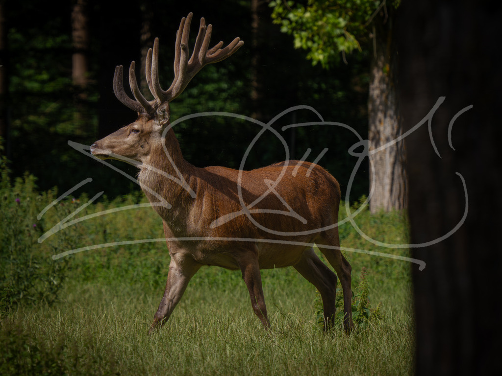 Rothirsch | Naturschönheiten aus Deutschland. Pflanzen und Tiere, Insekten und Naturschauspiele. Alle schönen Details, die uns umgeben, fotografiert von Michi Moc.  - Realisiert mit Pictrs.com