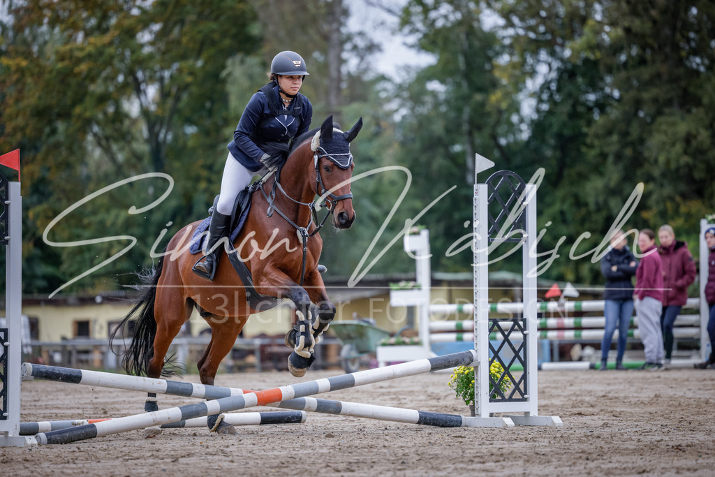 20251012-_3LI2845 | Tierfotografie Pferde, Hunde, Katzen, Haustiere.
Turnierfotografie Reitturniere, Reiten, Springreiten, Dressur in Hanau, dem Main-Kinzig-Kreis und dem Rhein-Main- Gebiet um Frankfurt