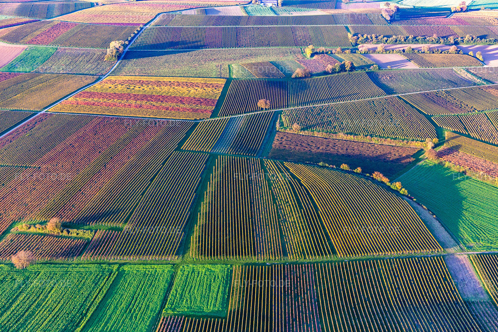 Luftbild: Weinberge der südlichen Wienstraße im Herbstlaub im Ortsteil Ingenheim in Billigheim-Ingenheim im Bundesland Rheinland-Pfalz in Deutschland. Foto: IMG_143703.jpg vom 25.10.2024 durch Werner Riehm/FLY-FOTO.de