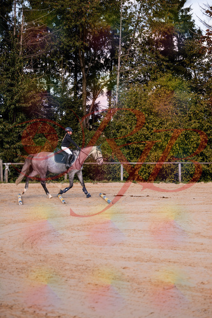 2026_10_03_Siefer-Hof_145034_Z81_28594936 | Professionelle Reitsport-, Turnier- und Eventfotografie von Robert Broda. Galerien mit ausgewählten und bearbeiteten Bildern direkt online ansehen und bestellen.