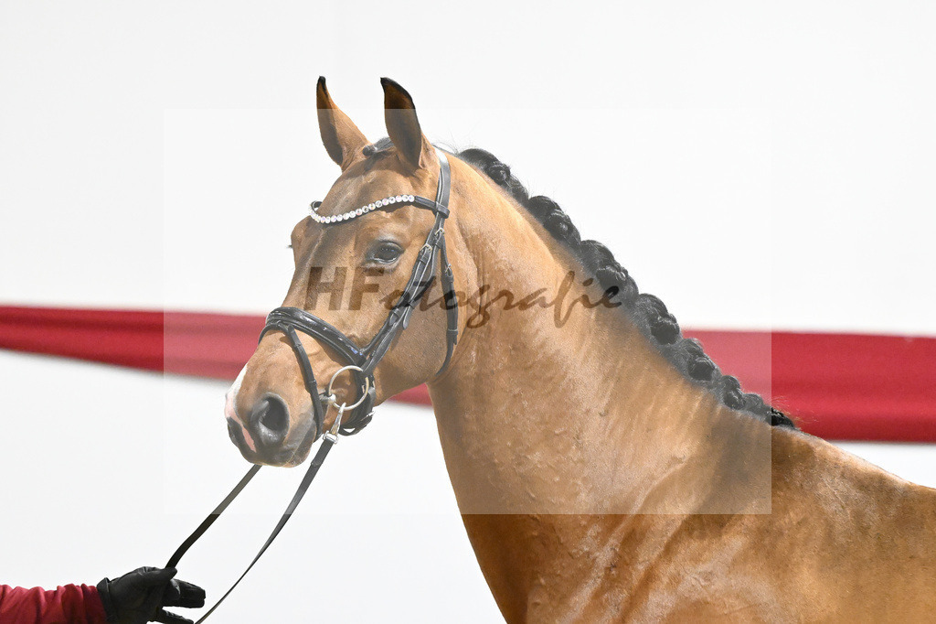 Kat-Nr. 20 v. Vaderland_Gestuet Pramwaldhof_63220575 | hf-fotografie - Realizzato con Pictrs.com
