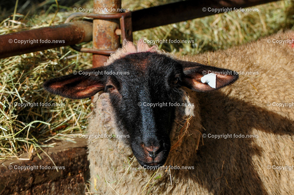 Linz_ Bauernhof_ 11.04.2025-45 | 11.04.2025, LINZ, AUT, Landwirtschaft, Bauernhof, im Bild Schafe, Schaf, Lamm, Bock, Tiere, Nutztiere, Freilandhaltung, Paarhufer