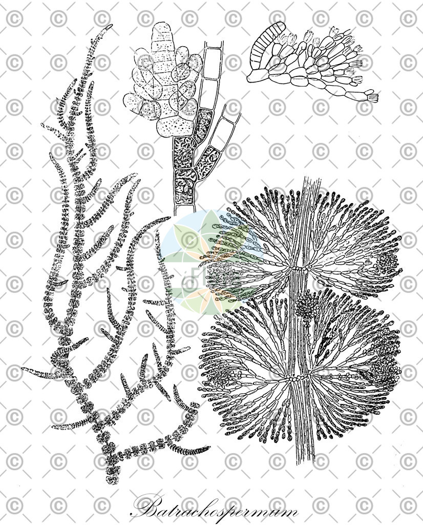 HistAbb_62F9Z_2_ENZY_Simple | Historische Abbildung von Batrachospermum - Batrachospermaceae (0) | Historical Illustration of Batrachospermum - Batrachospermaceae (0)