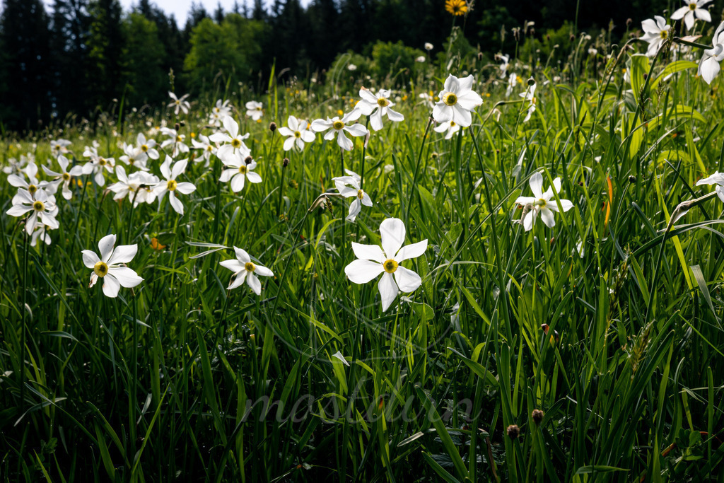 Narzissenblüte Lunz am See | Bei Veröffentlichung des Bildes ist eine Namensnennung wie folgt erforderlich: 
Foto: Mostdirn Irmgard Wieser
 - Realisiert mit Pictrs.com