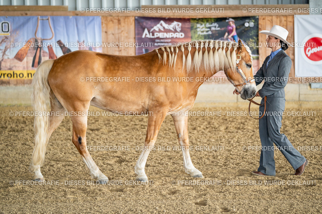 DSC07582 | Pferdegrafie