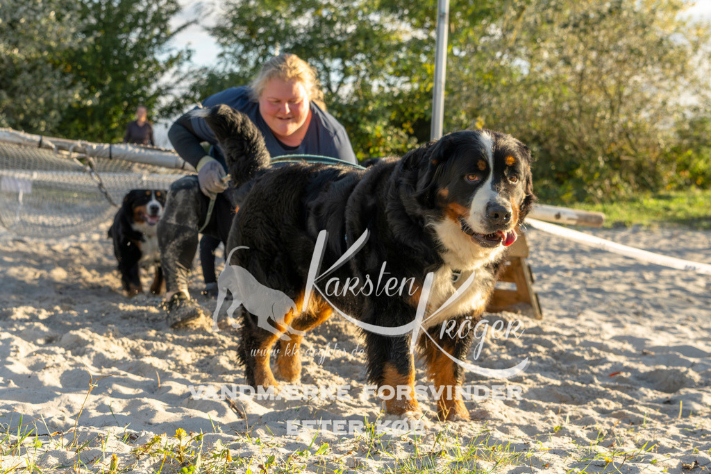 1653_ZZ99959 | kk-dogfotos