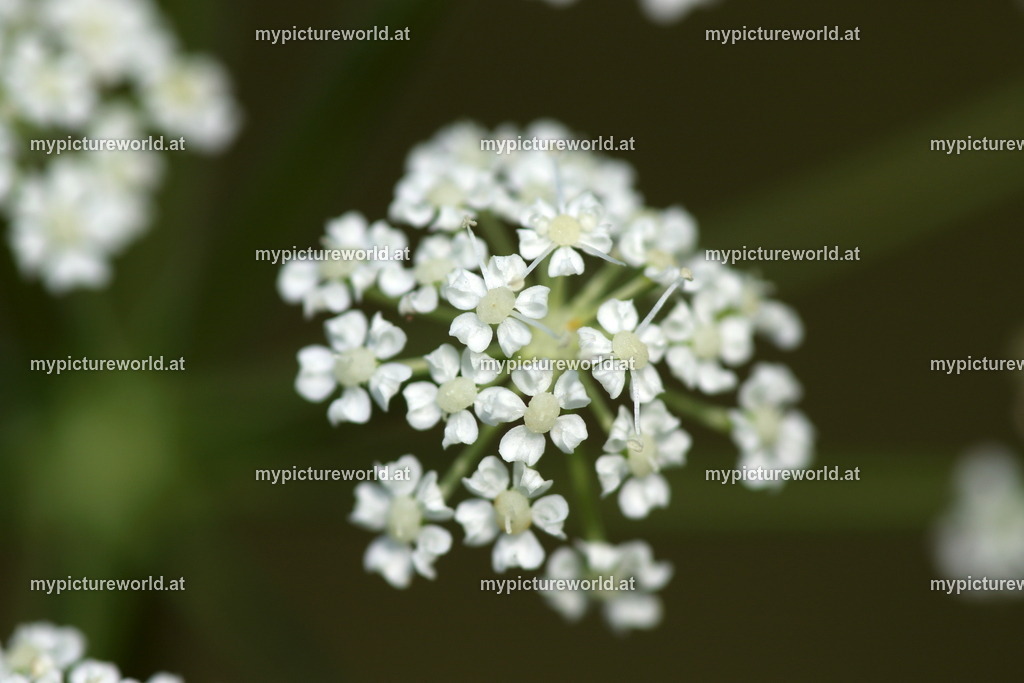 Berg-Haarstrang-006 | Das Bilderarchiv über Tiere, Planzen und Landschaften. In der Bilddatenbank finden Sie ein große Auswahl an hochwertigen Bilder für Ihre Werbung - Realisiert mit Pictrs.com