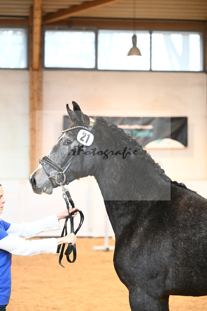 Kat-Nr. 21 v. Hickstead White_Stecher_6241146 | hf-fotografie - Realisiert mit Pictrs.com