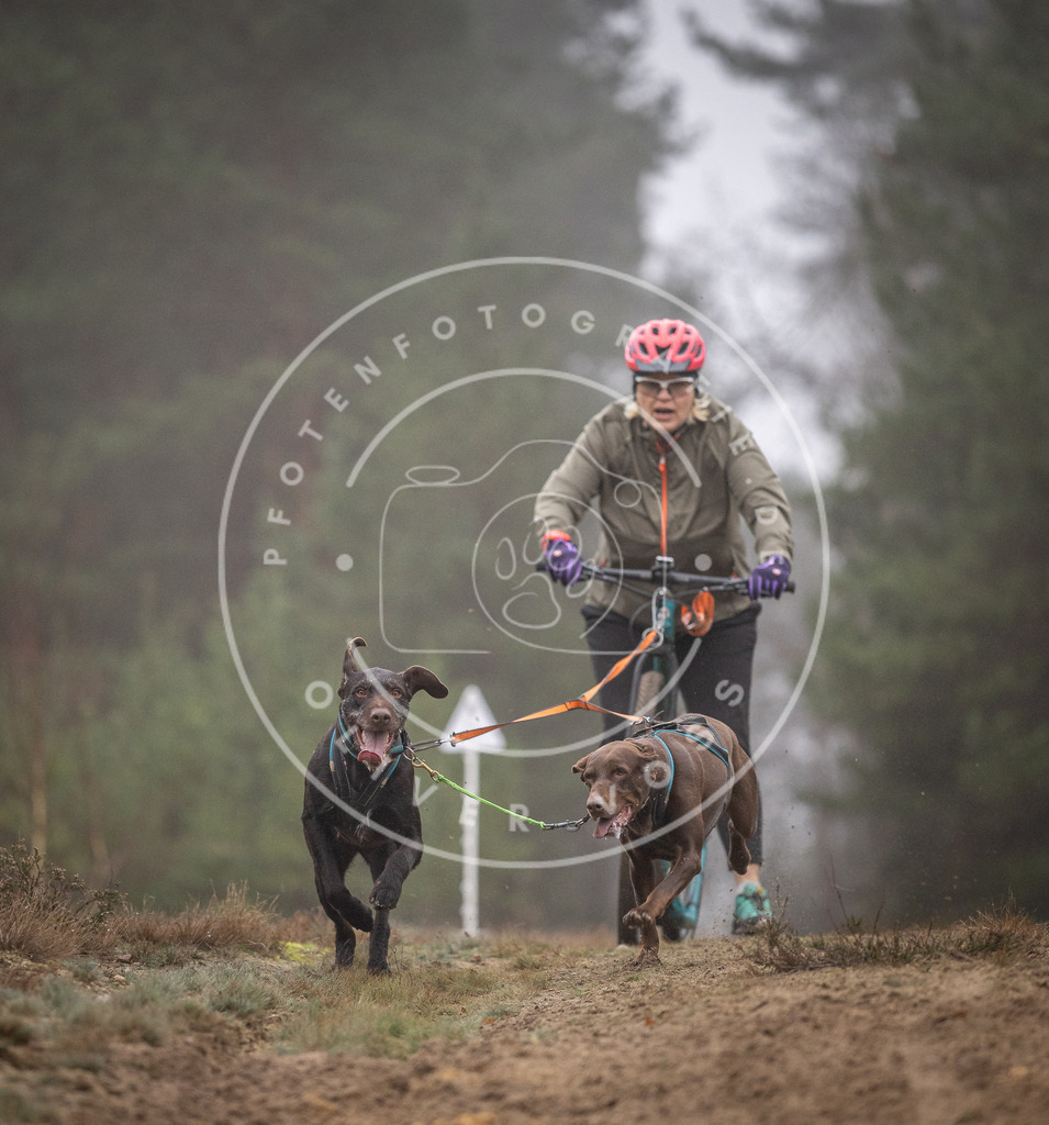 Pfotenfotografie_DV3A1116 | Hundefotografie, Tierfotograf, Pfotenfotografie, Fotoshooting Hund, Hunde Portrait, Hundesport, Hundeportraits, Heideshooting, Hunde, Sportfotograf, Hundefotograf, Turnierhundsport, THS,  - Realisiert mit Pictrs.com