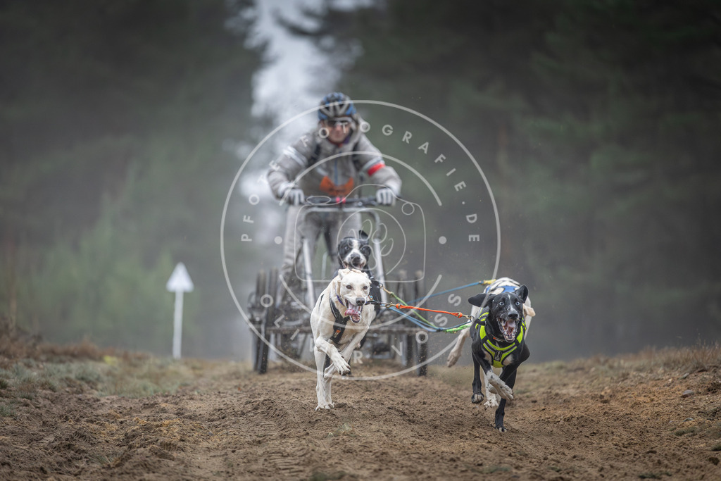 Pfotenfotografie_DV3A0423 | Hundefotografie, Tierfotograf, Pfotenfotografie, Fotoshooting Hund, Hunde Portrait, Hundesport, Hundeportraits, Heideshooting, Hunde, Sportfotograf, Hundefotograf, Turnierhundsport, THS,  - Realisiert mit Pictrs.com
