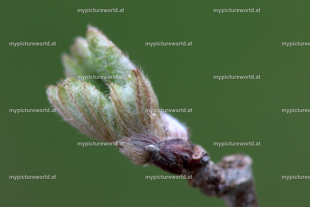 Vogelbeere-005 | Blattaustrieb - Realisiert mit Pictrs.com