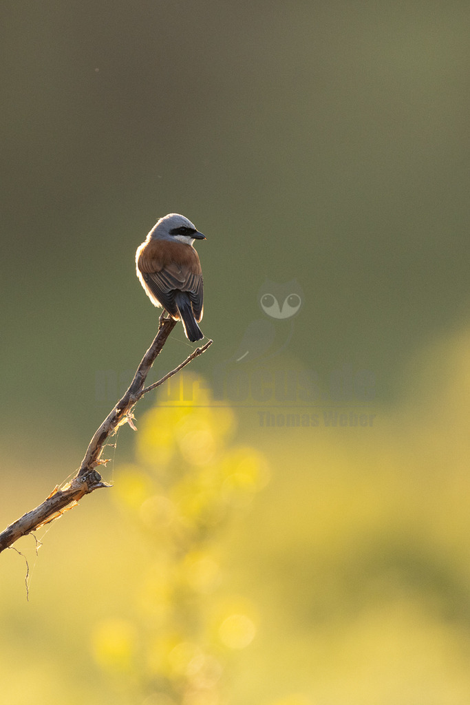 R5NF2348-20230603 | Der Neuntöter oder Rotrückenwürger ist eine Vogelart aus der Familie der Würger und in Mitteleuropa die häufigste Würgerart. Er ist vor allem durch sein Verhalten bekannt, Beutetiere auf Dornen aufzuspießen. Zu seiner Nahrung zählen vorwiegend Großinsekten, aber auch kleine Säugetiere und Vögel. - Realisiert mit Pictrs.com