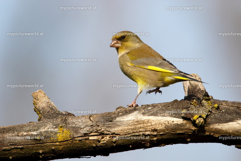 Grünling-024 | Das Bilderarchiv über Tiere, Planzen und Landschaften. In der Bilddatenbank finden Sie ein große Auswahl an hochwertigen Bilder für Ihre Werbung - Realized with Pictrs.com